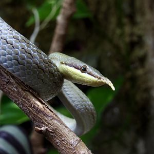 Rhinoceros ratsnake