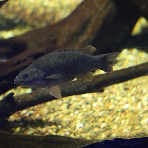 ID? - SEA LIFE Sydney