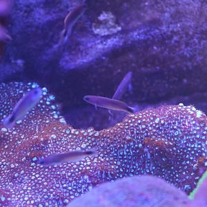Goby ID? - SEA LIFE Sydney
