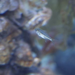 ID? - SEA LIFE Sydney