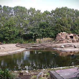 Monkey House - Gelada Baboon (Theropithecus gelada)
