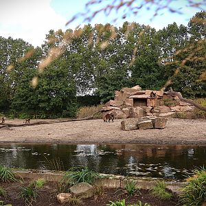 Monkey House - Gelada Baboon (Theropithecus gelada)