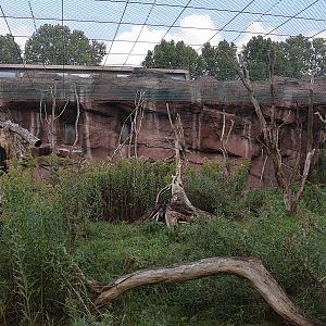 Monkey House - Roloway Guenon (Cercopithecus roloway)