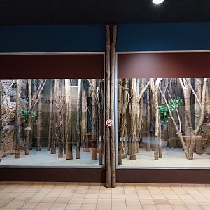 Monkey House - Coquerel's Sifaka (Propithecus coquereli)