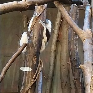Monkey House - Coquerel's Sifaka (Propithecus coquereli)