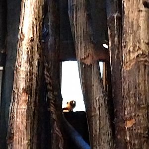 Monkey House - Coquerel's Sifaka (Propithecus coquereli)