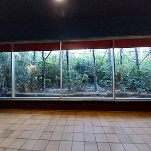 Monkey House - Coquerel's Sifaka (Propithecus coquereli)