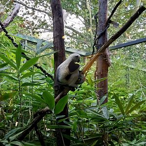 Monkey House - Coquerel's Sifaka (Propithecus coquereli)