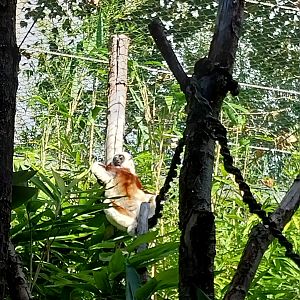 Monkey House - Coquerel's Sifaka (Propithecus coquereli)