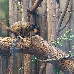 Monkey House - Collared Lemur (Eulemur collaris)