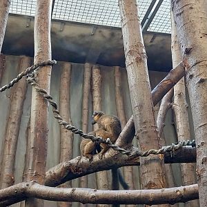 Monkey House - Collared Lemur (Eulemur collaris)