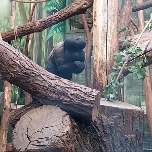 Monkey House - Guinean Bearded Saki (Chiropotes sagulatus)