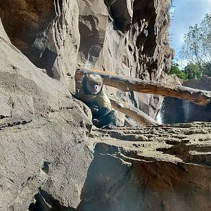 Monkey House - Yellow-breasted Capuchin (Sapajus xanthosternos)
