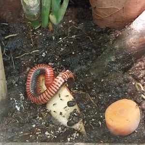 Monkey House - Common Madagascar Fire-millipede (Aphistogoniulus hova)