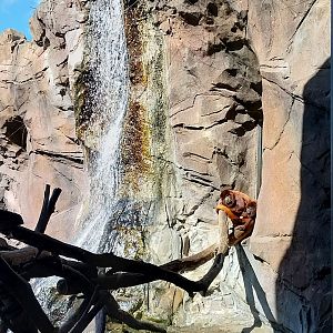 Monkey House - Venezuelan Red Howler (Alouatta seniculus seniculus)