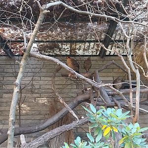 Pheasantry - Cabot's Tragopan (Tragopan caboti)