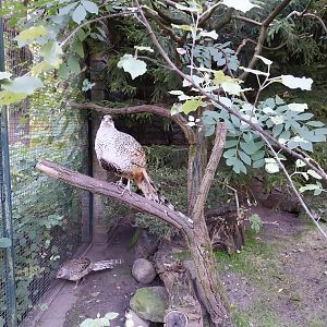 Pheasantry - Cheer Pheasant (Catreus wallichii)