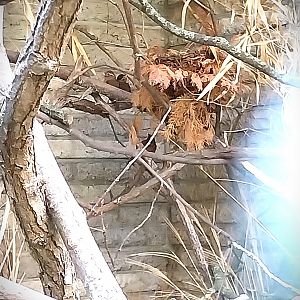 Pheasantry - Chinese Hwamei (Garrulax canorus)