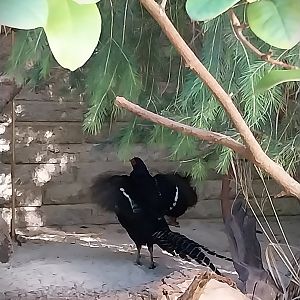 Pheasantry - Mikado Pheasant (Syrmaticus mikado)