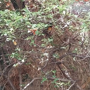 Pheasantry - Black-breasted Thrush (Turdus dissimilis)