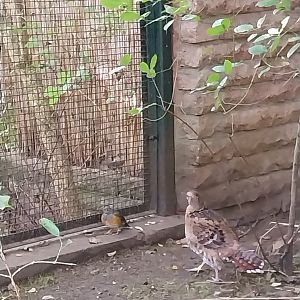 Pheasantry - Black-breasted Thrush (Turdus dissimilis) and Elliot's Pheasant (Syrmaticus ellioti)