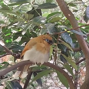 Pheasantry - Chestnut-winged Laughingthrush (Pterorhinus berthemyi)