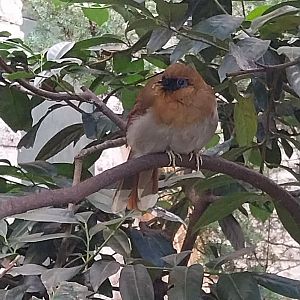 Pheasantry - Chestnut-winged Laughingthrush (Pterorhinus berthemyi)