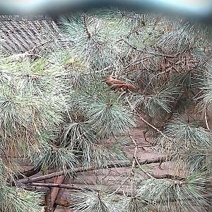 Pheasantry - White-browded Laughingthrush (Pterorhinus sannio)