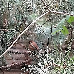 Pheasantry - White-browded Laughingthrush (Pterorhinus sannio)