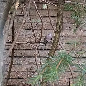 Pheasantry - Chinese Spotted Dove (Streptopelia chinensis chinensis)