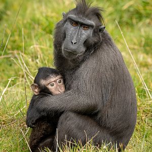 Sulawesi crested macaque : Whipsnade : 22 Mar 2025