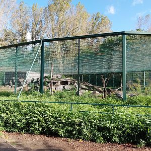 Sunda Pig-tailed Macaque (Macaca nemestrina)