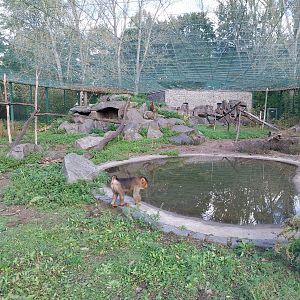 Sunda Pig-tailed Macaque (Macaca nemestrina)