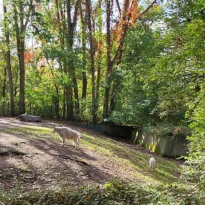 Rocky Mountain Goat (Oreamnos americanus)