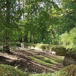 Rocky Mountain Goat (Oreamnos americanus)