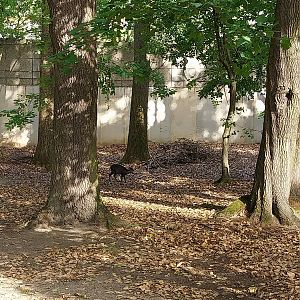 Taiga Musk Deer (Moschus moschiferus)