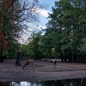 Pére David's Deer (Elaphurus davidianus)
