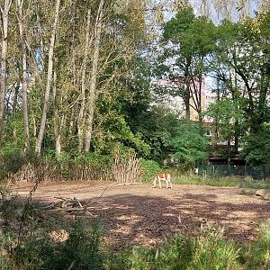 Eastern Kiang (Equus kiang holdereri)