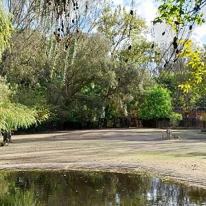 Turkmenian Kulan (Equus hemionus kulan)