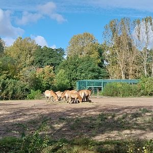 Prezwalski's Horse (Equus ferus przewalskii)
