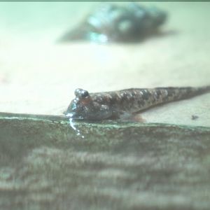 Mudskipper ID? - SEA LIFE Sydney
