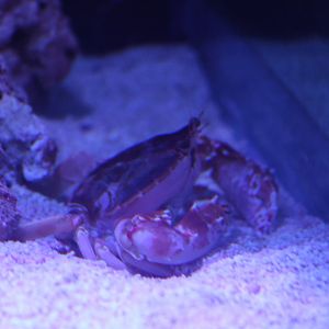 Crab ID? - SEA LIFE Sydney