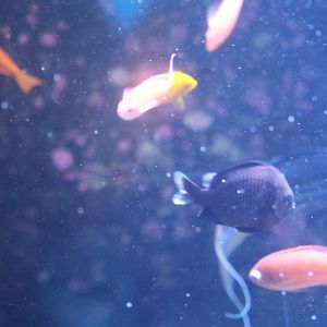 Damselfish ID? - SEA LIFE Sydney