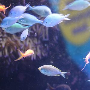 Chromis ID? - SEA LIFE Sydney