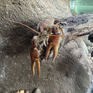 White-clawed Crayfish