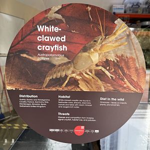White-clawed Crayfish signage