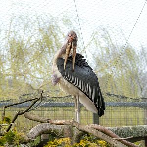 Marabou stork : Whipsnade : 22 Mar 2025