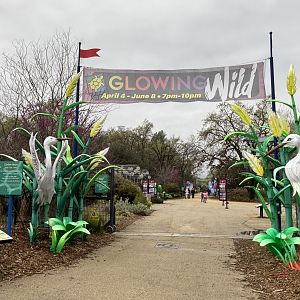 Glowing Wild Lantern Festival