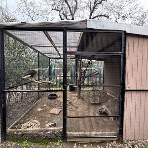 Crested Caracara Aviary
