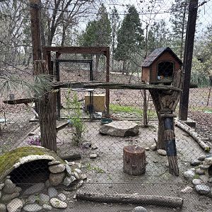 North American Porcupine Exhibit